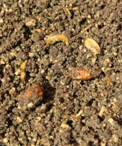 Dynamite Baits Dynamite Grubby Insect Groundbait 2kg Bait & Additives -Dynamite Baits Online Store Dynamite Grubby Insect Groundbait 2kg 5