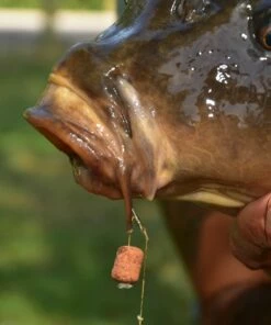 Dynamite Baits CompleX-T Wafters Bait & Additives -Dynamite Baits Online Store Dynamite Baits CompleX T Wafters 3