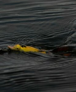 Savage Gear 3D Hollow Duckling Lures -Dynamite Baits Online Store savage gear 3d hollow duckling 5