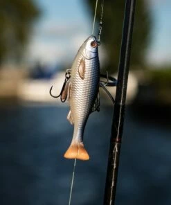 Savage Gear 3D Pulse Tail Roach 10cm Lures -Dynamite Baits Online Store savage gear 3d pulse tail roach 10cm ls 2