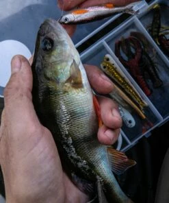 Savage Gear Dropshot Pro Pack Kit Lures -Dynamite Baits Online Store savage gear dropshot pro pack kit ls 7